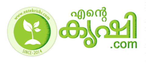 പയർ കൃഷി തഴച്ചു വളരാൻ | Payar Krishi |Tips in Malayalam| Organic കൃഷി|ജൈവ കീടനാശിനി|Long bean krishi