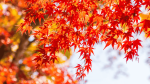 Huffman Tree Services