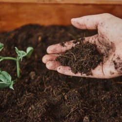 Top Benefits of Vermicompost | Enhance Soil Health and Promote Natural Plant Growth