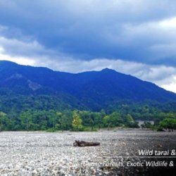Unplug and Reconnect with Nature through a Dooars Package Tour with Jaldapara Elephant Safari