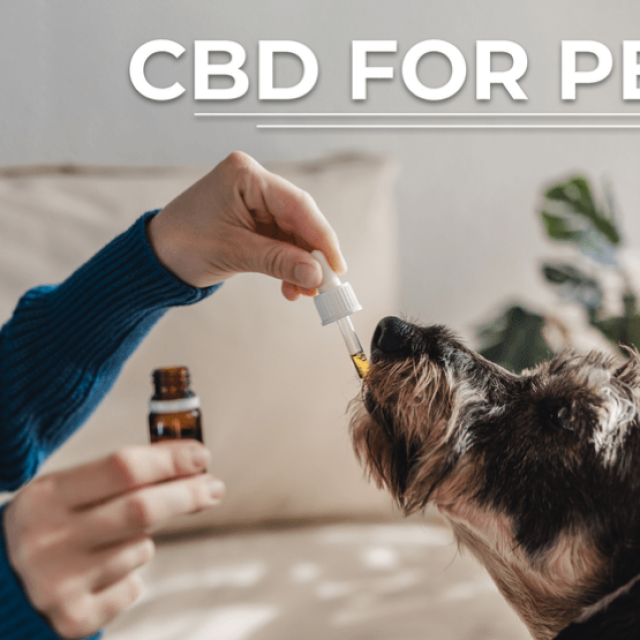 CBD Products for Pets
