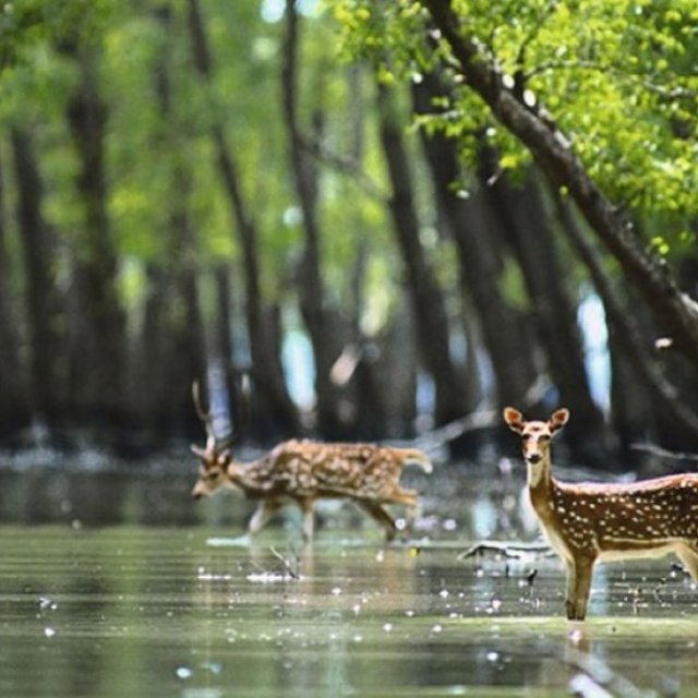 Sundarban Tour Packages
