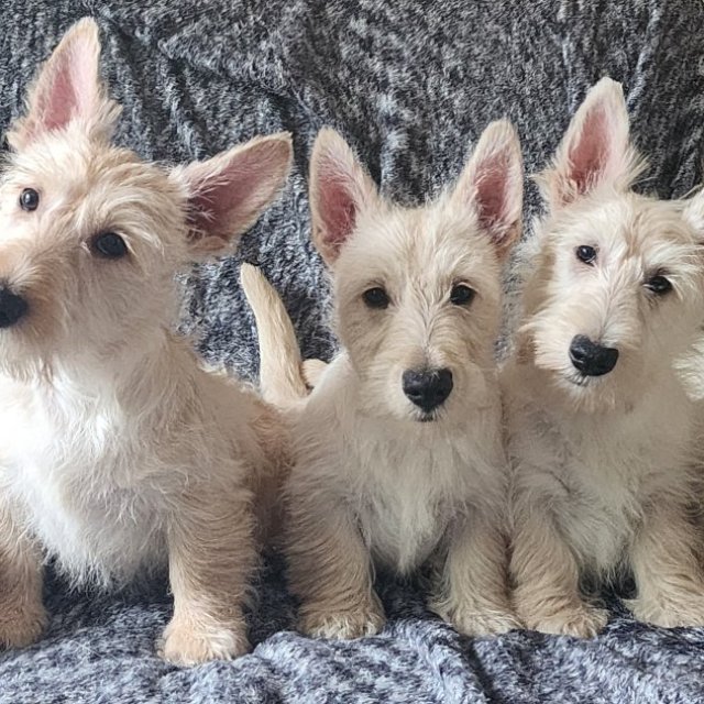 Schulte's Scottish Terrier Puppies For Sale